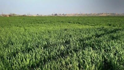 زراعة الحسكة: نمو القمح والشعير جيد والإصابات بدودة الزرع محدودة