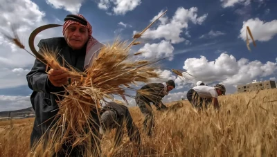 توقعات بإنتاج 2.3 مليون طن من القمح في سوريا