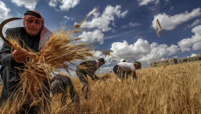 دمشق: لا حاجة لاستيراد القمح هذا العام مع تحسن الإنتاج