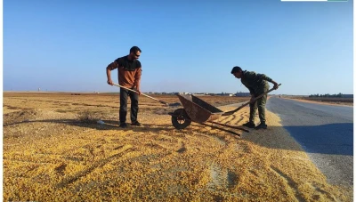 مزارعو الذرة في تل أبيض يتكبدون خسائر باهظة بسبب حصار “ب ي د”