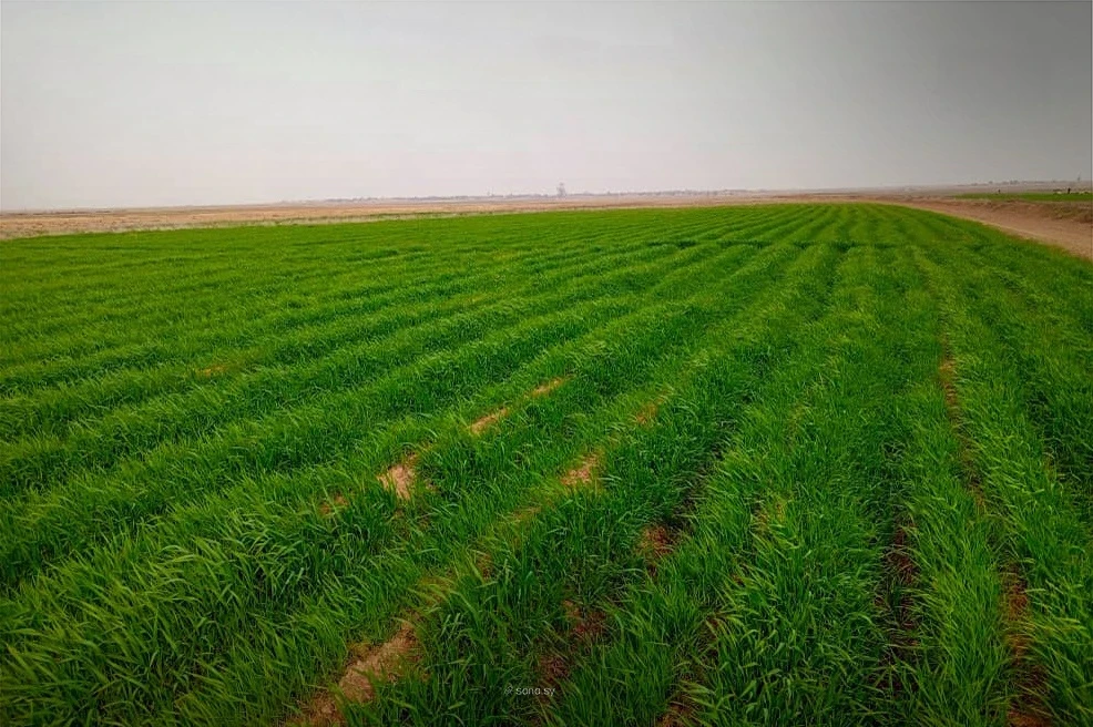 تحسن نمو القمح والشعير في الحسكة مع الهطولات المطرية المتتابعة