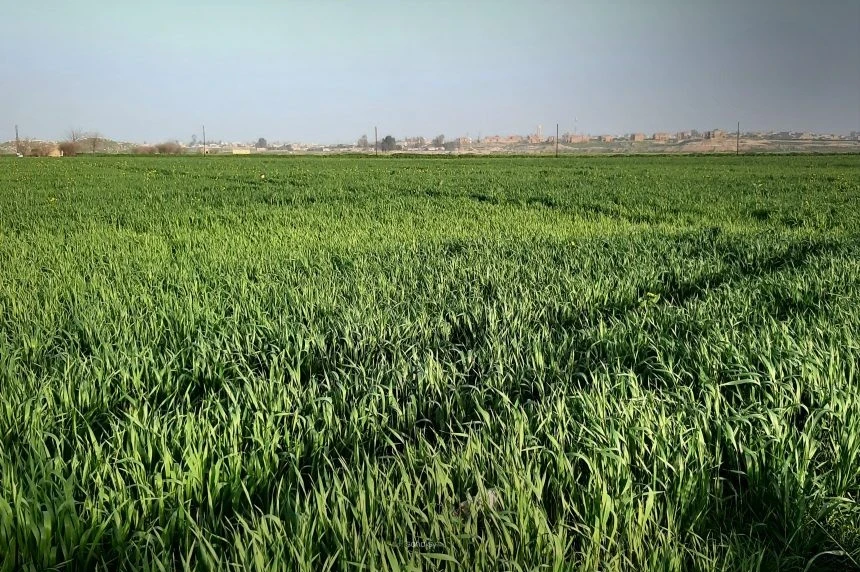 زراعة الحسكة: نمو القمح والشعير جيد والإصابات بدودة الزرع محدودة