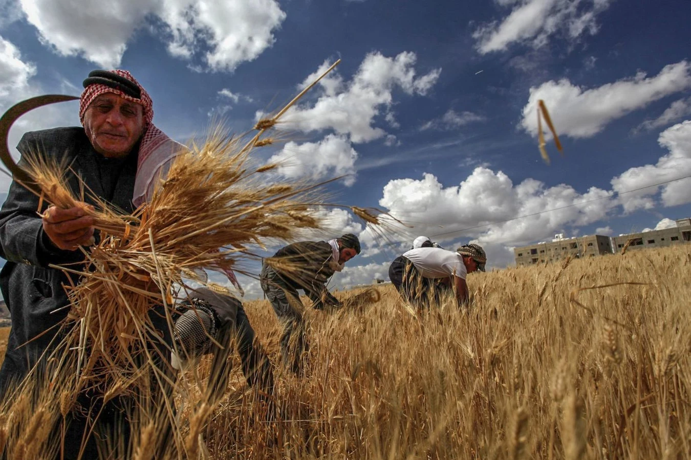 دمشق: لا حاجة لاستيراد القمح هذا العام مع تحسن الإنتاج