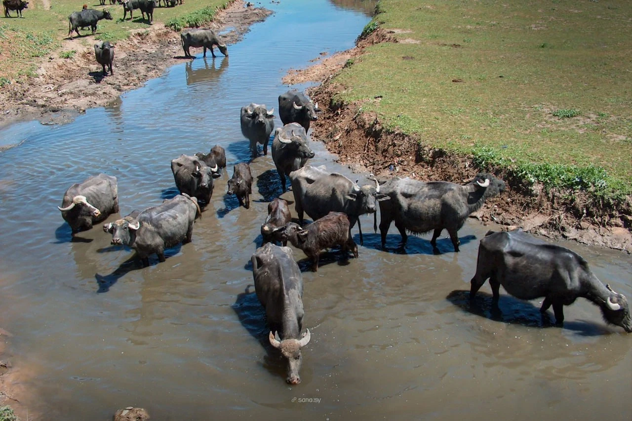 الحسكة تتصدر تربية الجواميس في سوريا وتواجه تحديات الجفاف