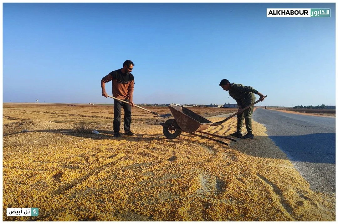 مزارعو الذرة في تل أبيض يتكبدون خسائر باهظة بسبب حصار “ب ي د”
