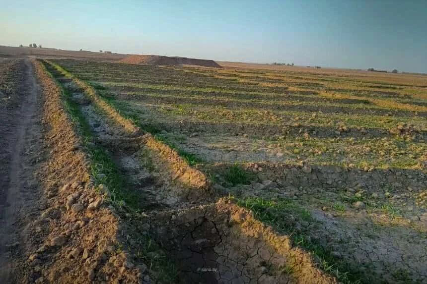 تأخر الزراعة الشتوية في الحسكة بسبب انحباس الأمطار وارتفاع أسعار البذار