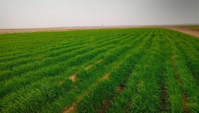 تحسن نمو القمح والشعير في الحسكة مع الهطولات المطرية المتتابعة