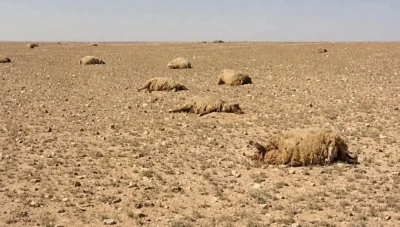 بادية حمص..نفوق مئات رؤوس الأغنام بسبب عشبة سامة