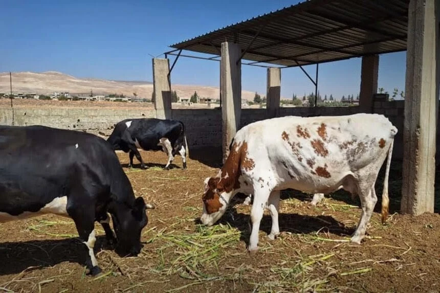 سوريا تطلق حملات لتحصين المواشي ضد الحمى القلاعية
