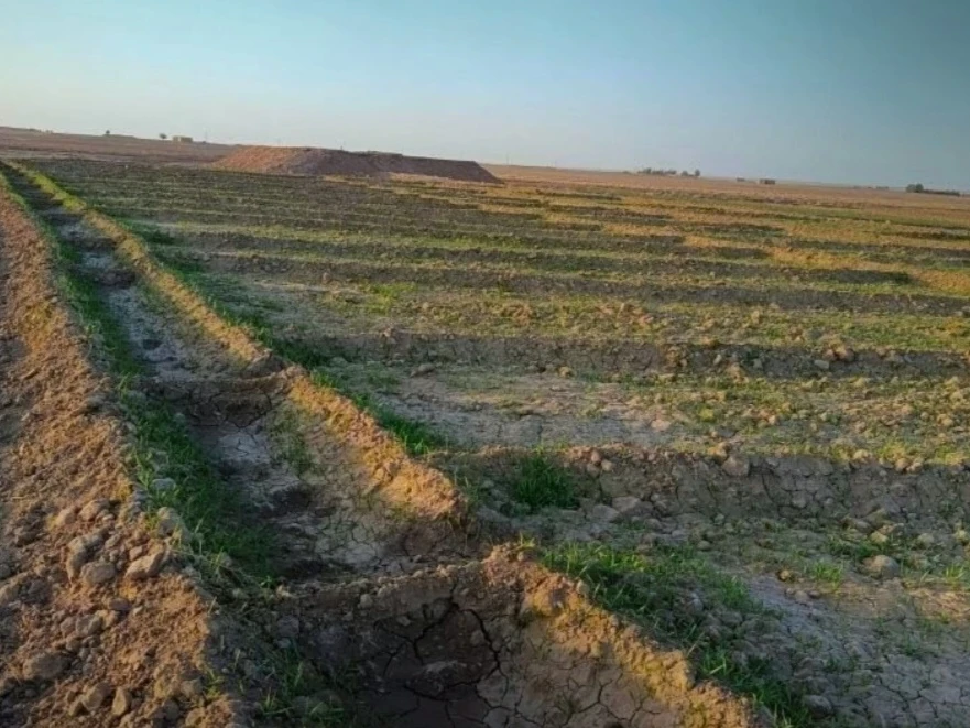 تأخر الزراعة الشتوية في الحسكة بسبب انحباس الأمطار وارتفاع أسعار البذار