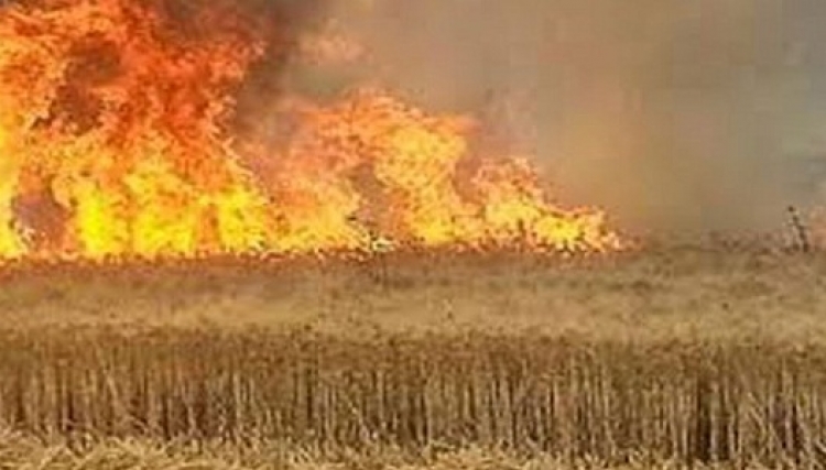 الحسكة..الأهالي يوقفون حريقا التهم 400 دونم من الشعير في تل براك