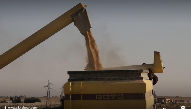 تحديد سعر شراء القمح في المناطق السورية المحررة