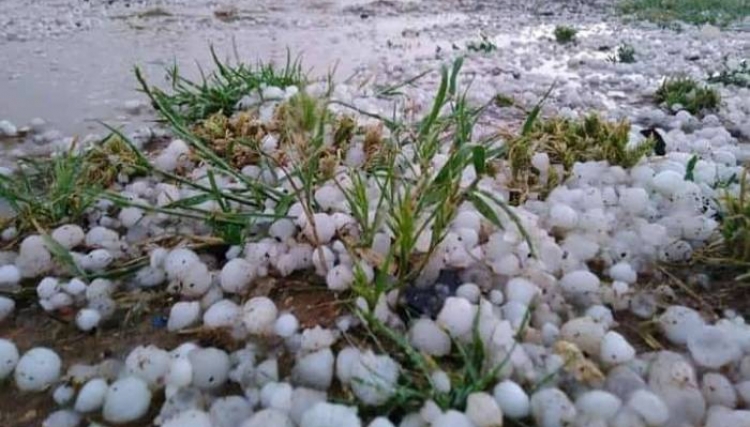 الأمطار المصحوبة بالبرد تسبب خسائر كبيرة بالمحاصيل الزراعية في الحسكة